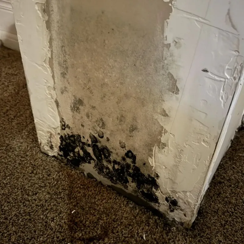 Professional Mold Removal in North Little Rock, AR
